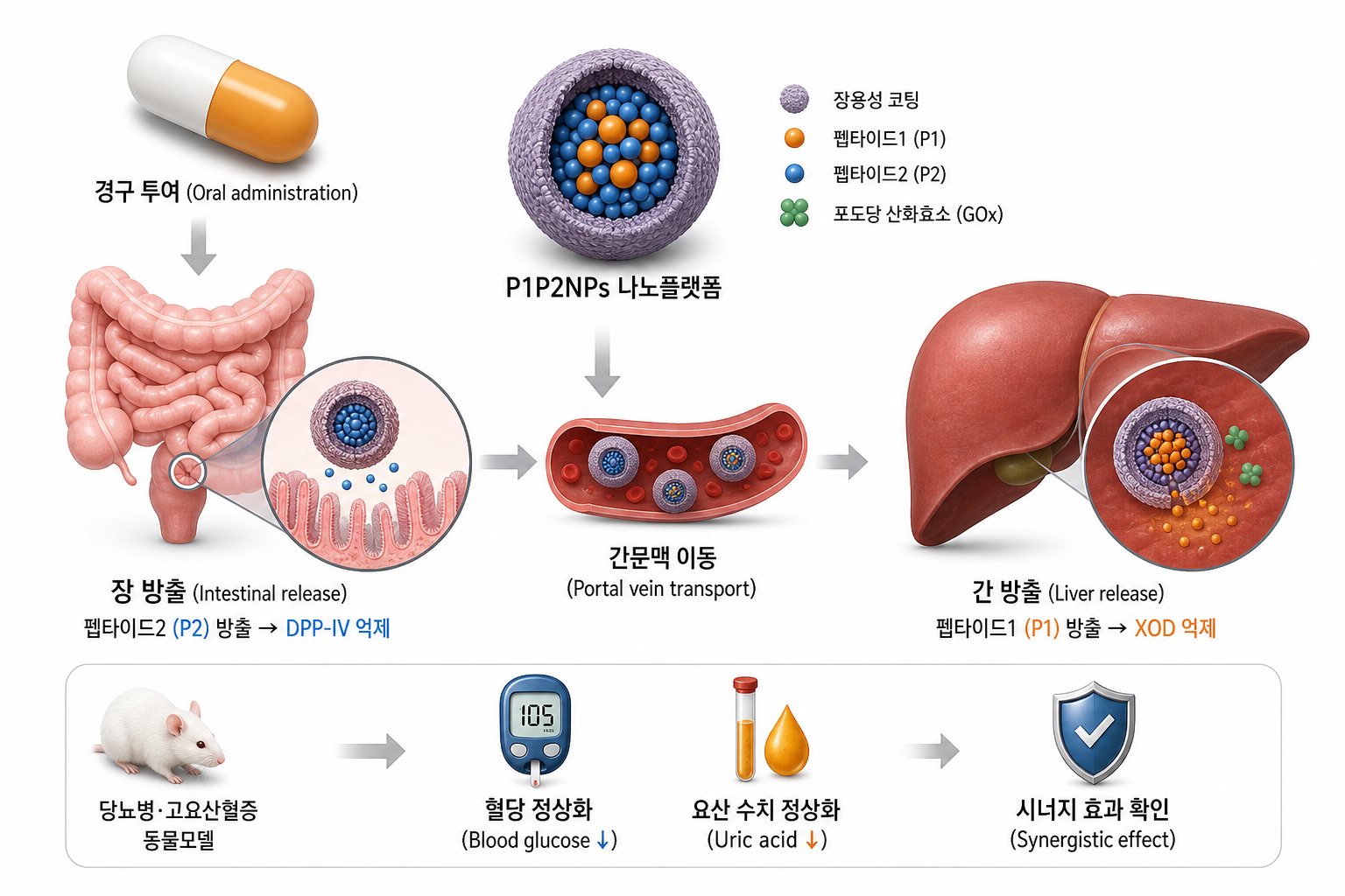 경구용 나노 '트로이목마'…장·간에 각각 다른 치료제 전달