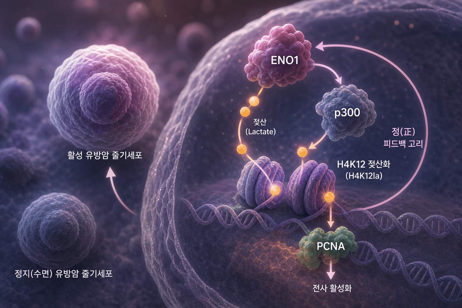 잠든 유방암 줄기세포 깨우는 정체…ENO1-젖산 고리 규명