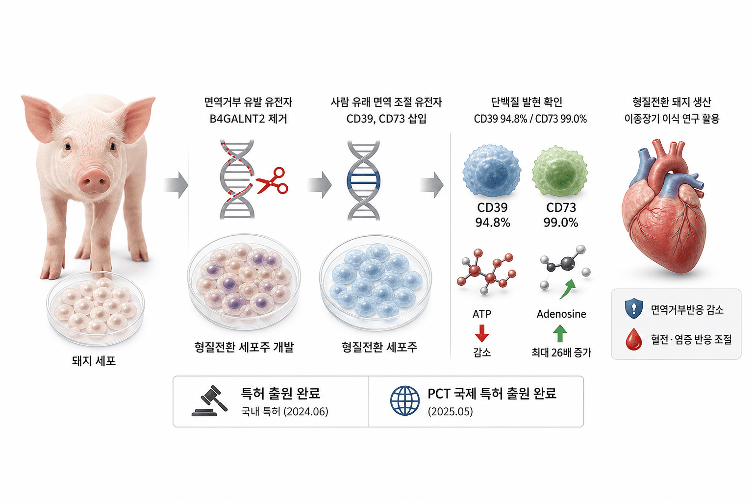 돼지 장기, 사람에게 이식 길 열리나…거부반응 잡을 ‘세포주’ 개발