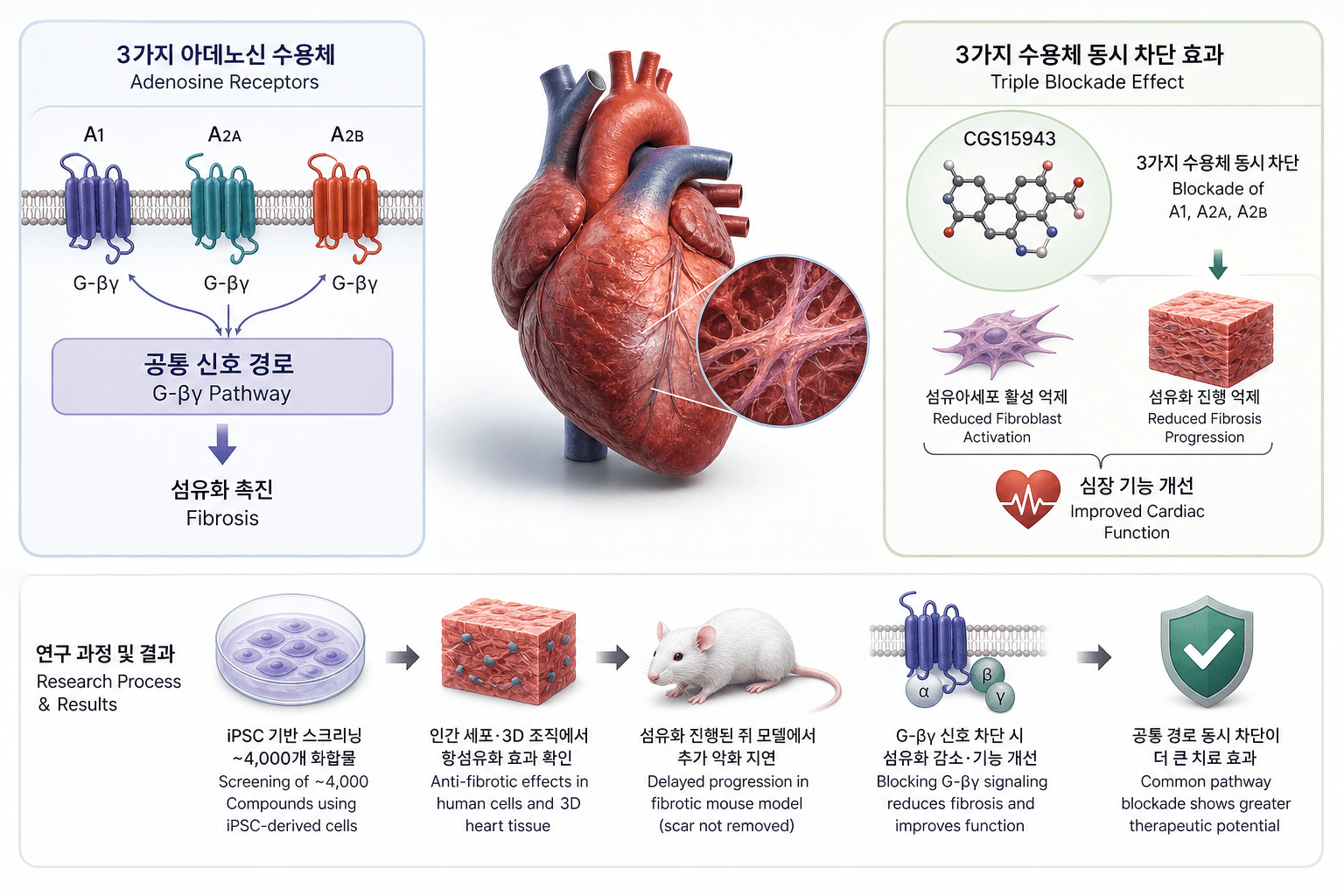 심장 흉터 만드는 수용체 3종 '공통 경로' 발견…동시 차단이 효과