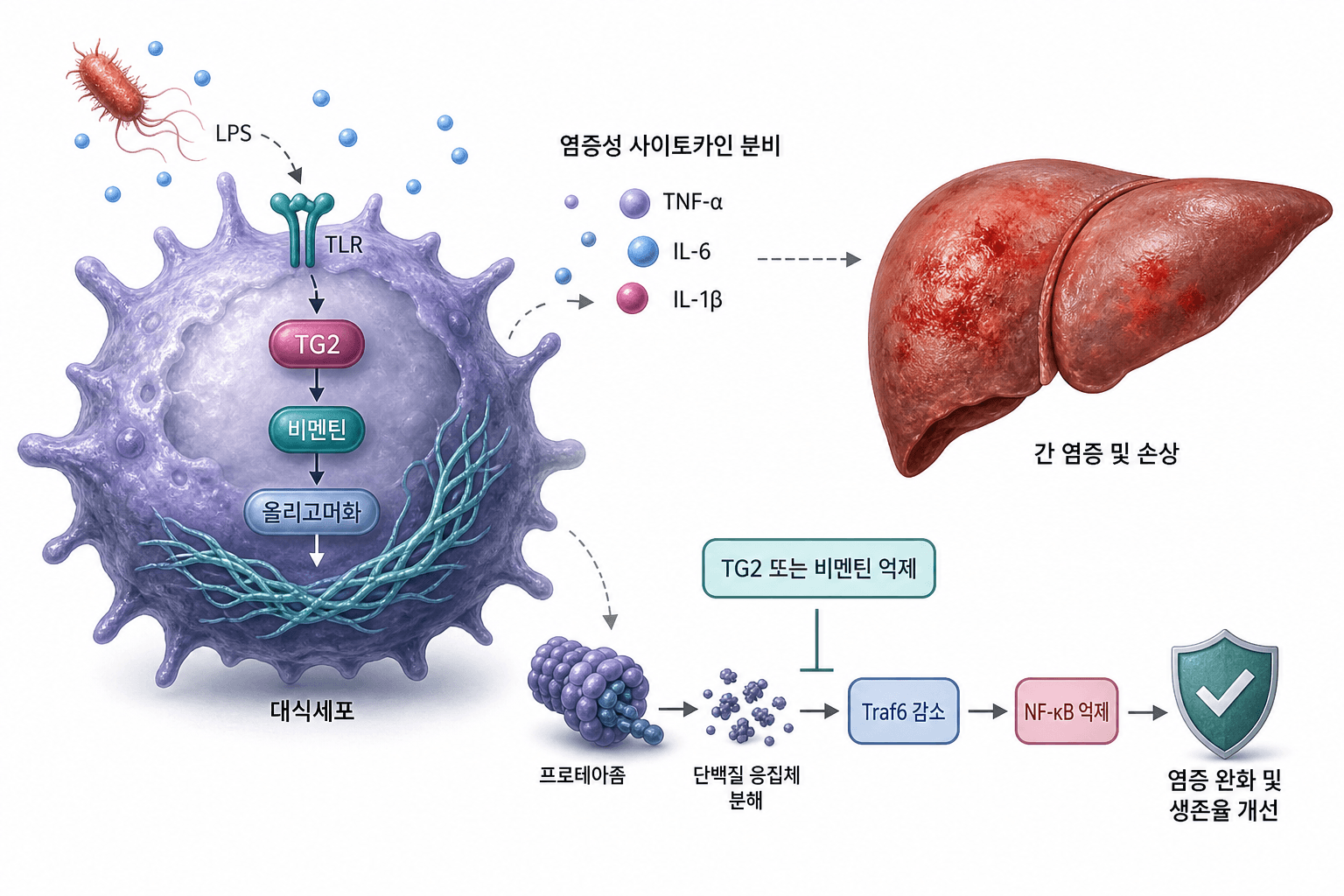 사망률 61.5% 패혈증 간 손상…국내 연구진 핵심 경로 규명