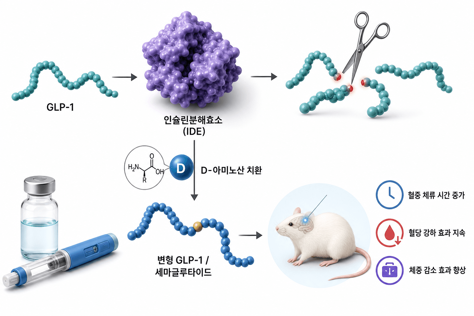 당뇨·비만약 약효 오래…GLP-1 분해 효소 첫 규명